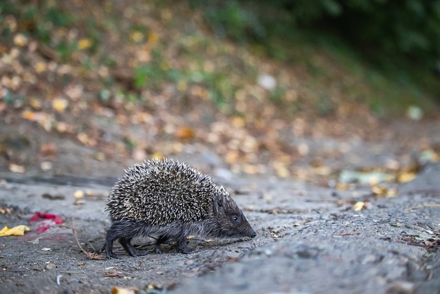 高超的技艺 高超的技艺