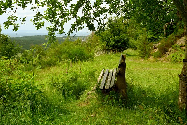 貝林厄姆 貝林厄姆